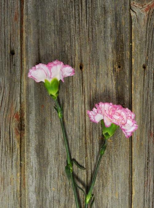 KOMACHI BICOLOR WHITE/PINK CARNATIONS